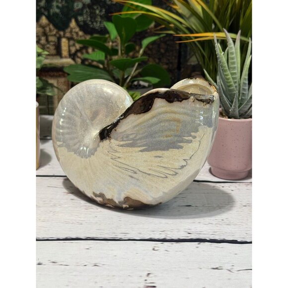 Pearlized Nautilus Shell Planter Or Display Accent - Picture 6 of 8